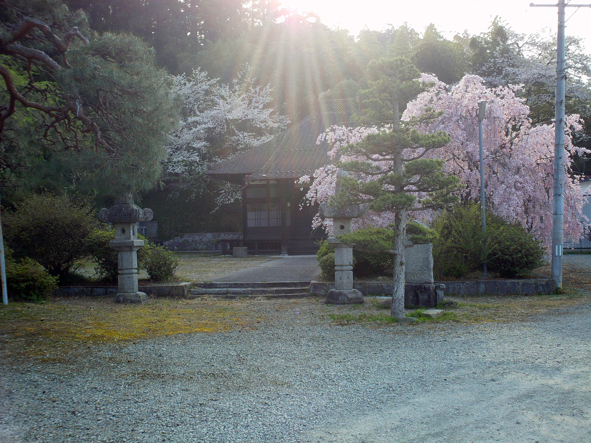 本久寺の桜