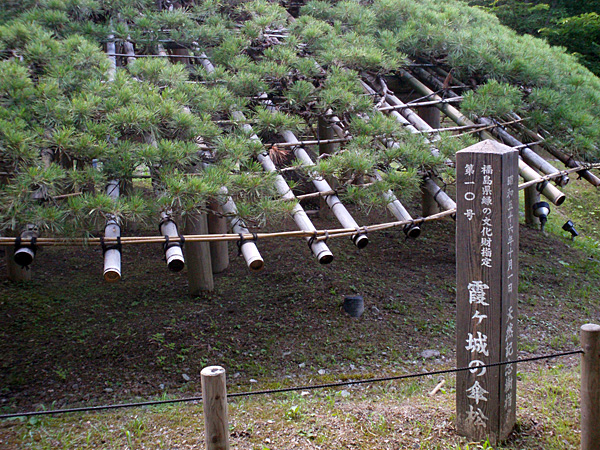 二本松市霞ケ城の笠松