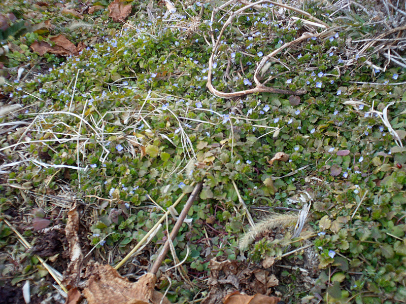 野の花