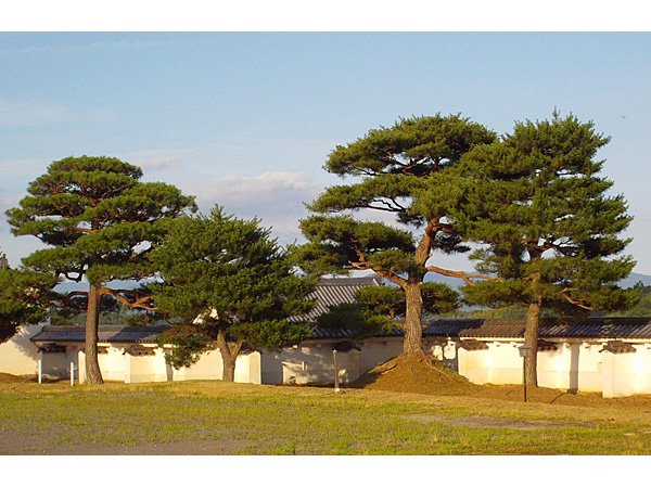 二本松市霞ヶ城の松