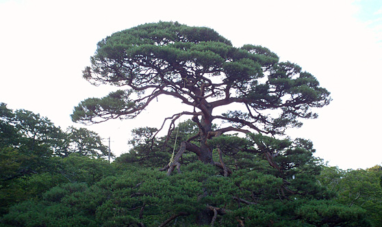 二本松市霞ケ城の松
