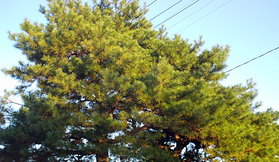 二本松亀谷付近の松