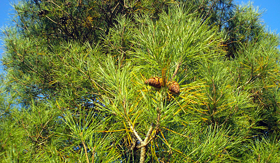 本久寺の松ぼっくり